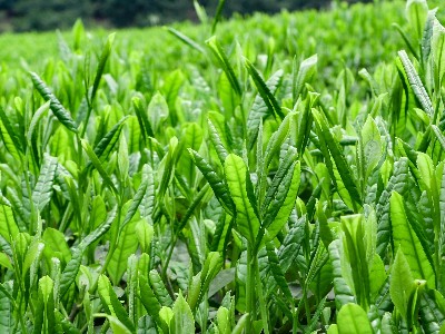 埃塞俄比亚将建立综合农业工业园​