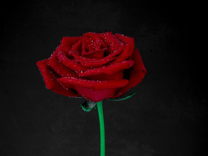 玫瑰花